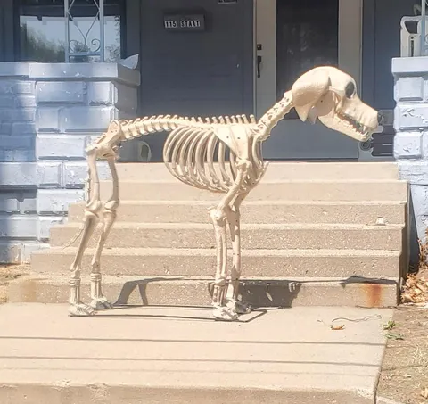 Skeleton dog...ear bones.
