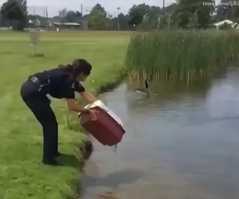 Mama duck immediately adopts orphaned ducklings 