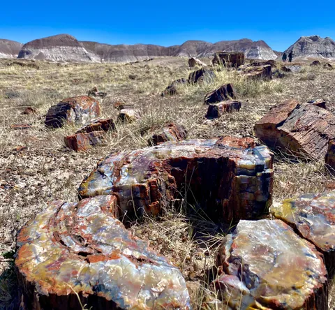 🔥Petrified Forest, Arizona