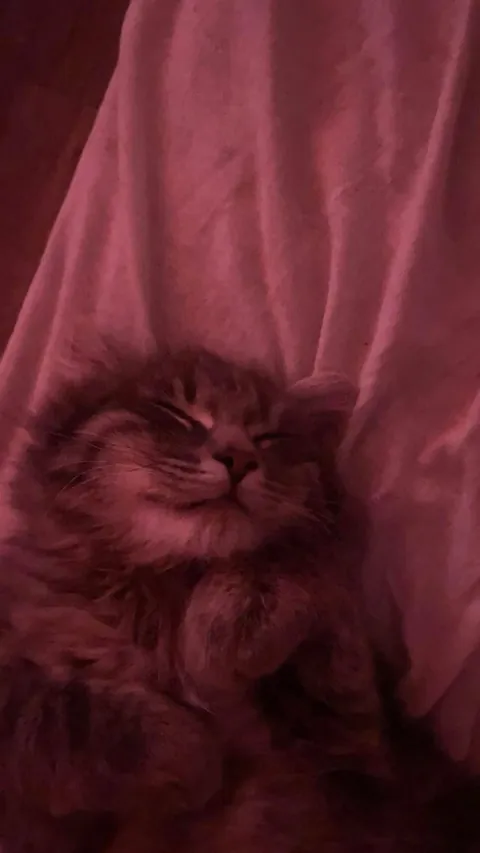 He went from 100 to asleep in 0.3 seconds