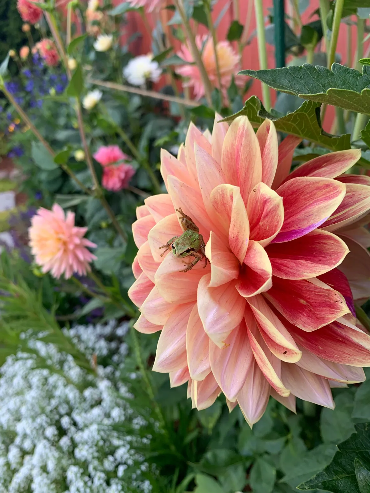 Attention all frogs ‼️ there’s a party in my garden and you’re invited 💌