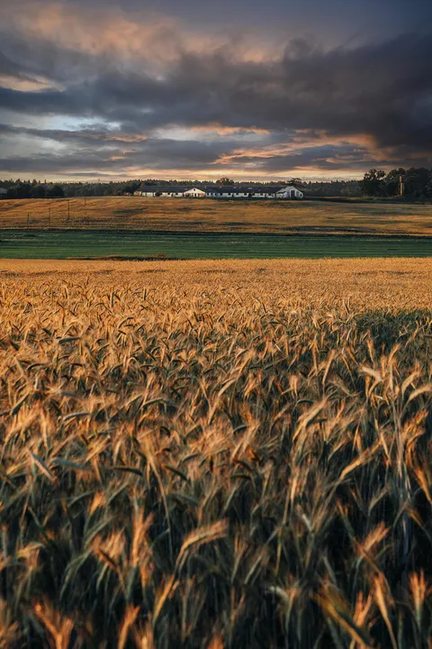 ITAP of wheat field