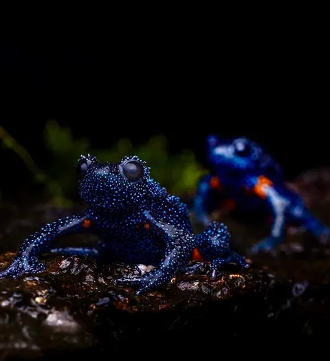 🔥 Nature's Cosmic Canvas: Behold the Mesmerizing Galaxy Frog