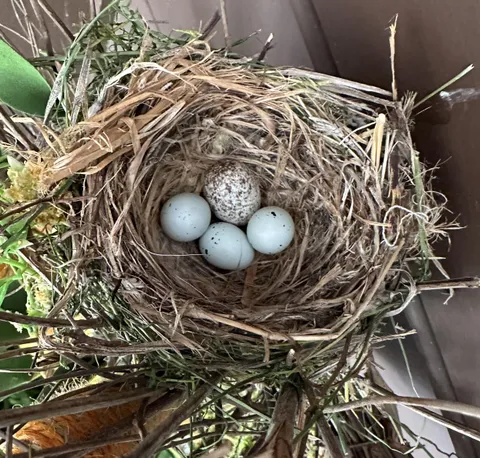 Brown headed Cowbird laid her egg in another bird’s nest