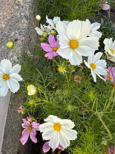 Cosmos are GORGEOUS!