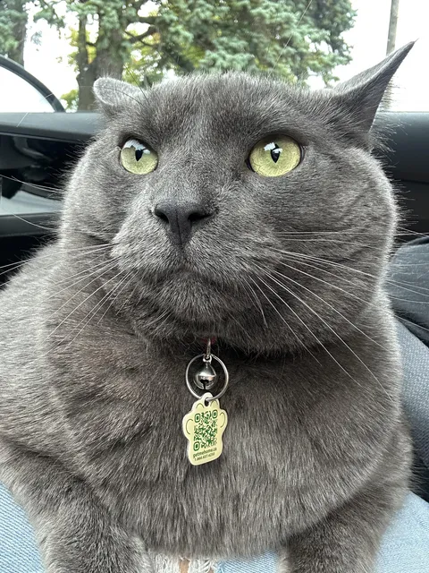 Spent $250 at the vet for them to call him fat