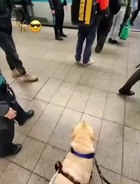 His human didn't need to say anything, the dog took care of everything.