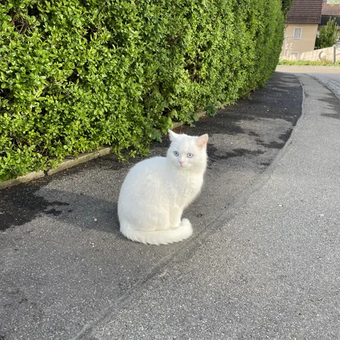 This cat made me stop my morning walk