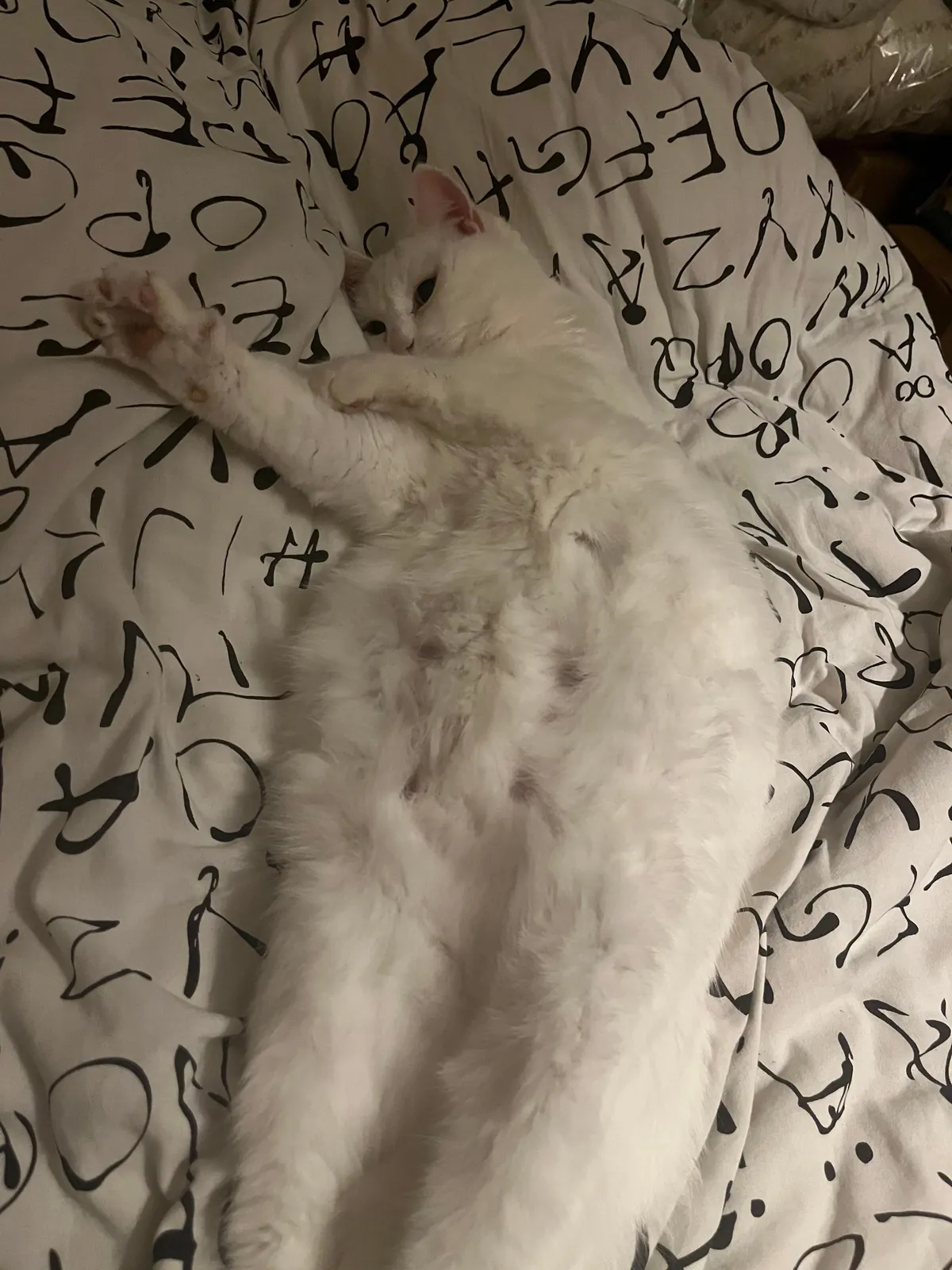She hoped on our bed and decided to sleep like this🤣
