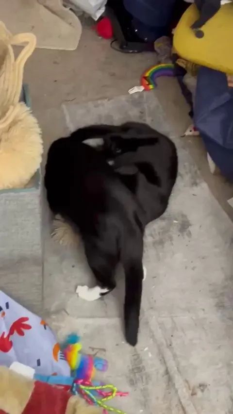 Harley steals a toy from her sister, Lilah