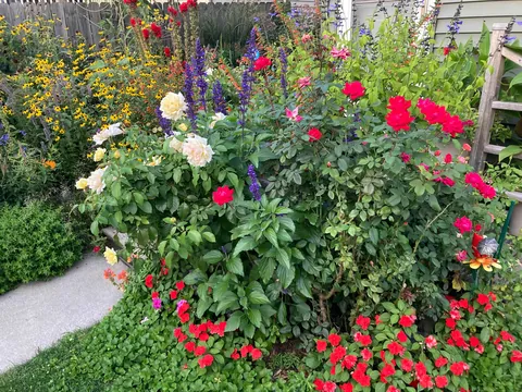 Flowers put on a final show in these last weeks of summer that already feel like fall.