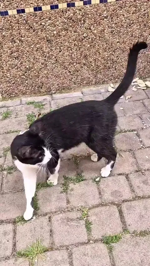 Thank you Cat Lady for the humble cat abode