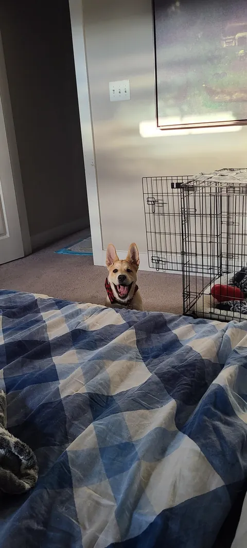 Happy Gotcha Day Biscuit! 5 yrs ago we picked you up from your foster home!