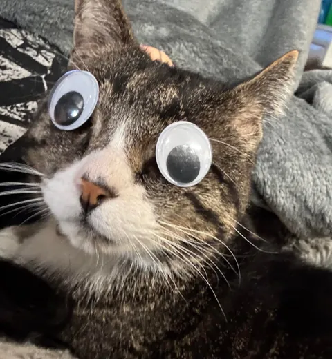 Am I mean to my blind cat?