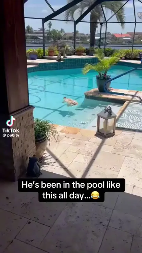 Dog Floats in the Pool
