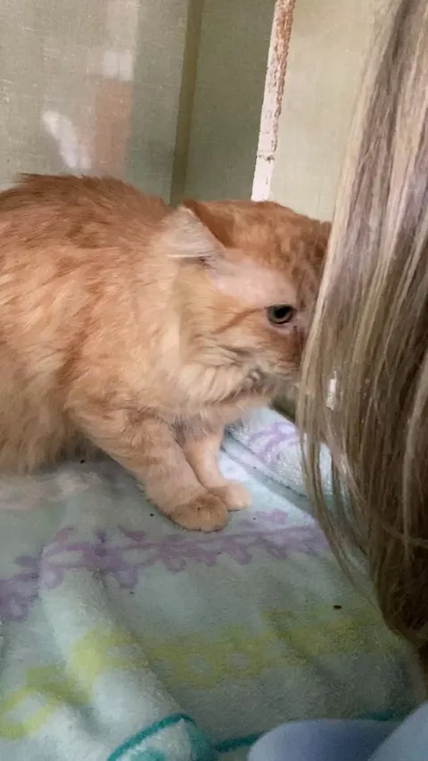 It’s Nicolas from our shelter!