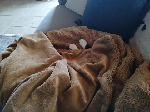 I sleep with my feet uncovered. So does Piper.