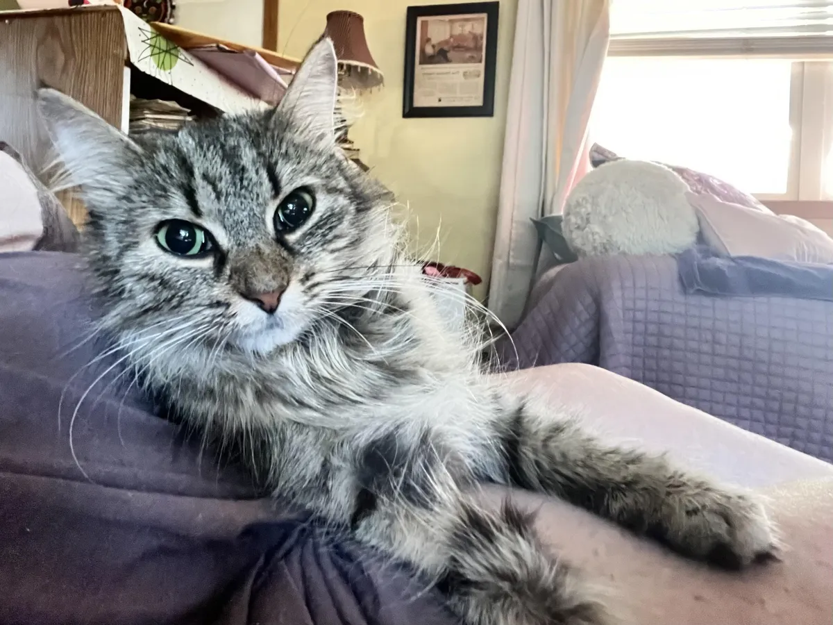 Meet Mimi!             She came out of the woods in my back yard and now she is safe with me in her forever home. 😻