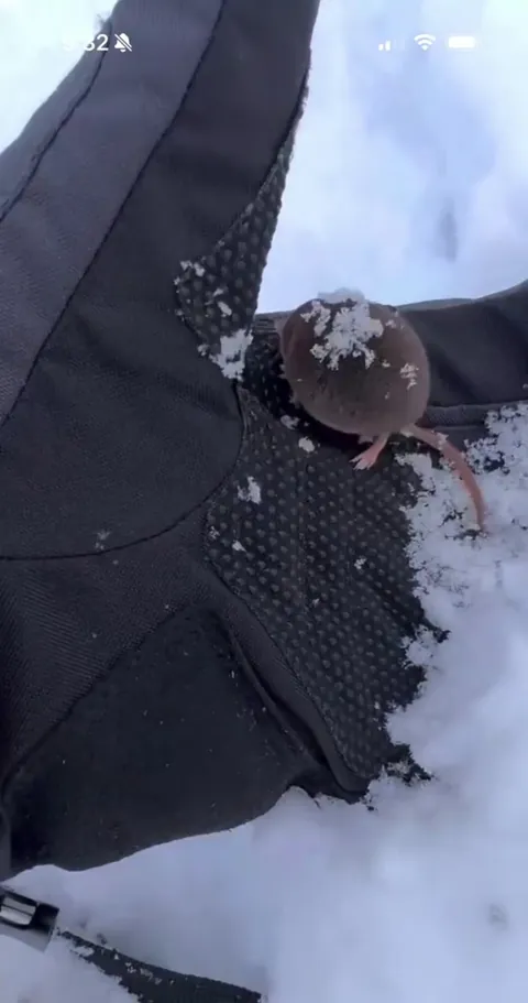 🔥 A very round little shrew inspecting a skier’s glove