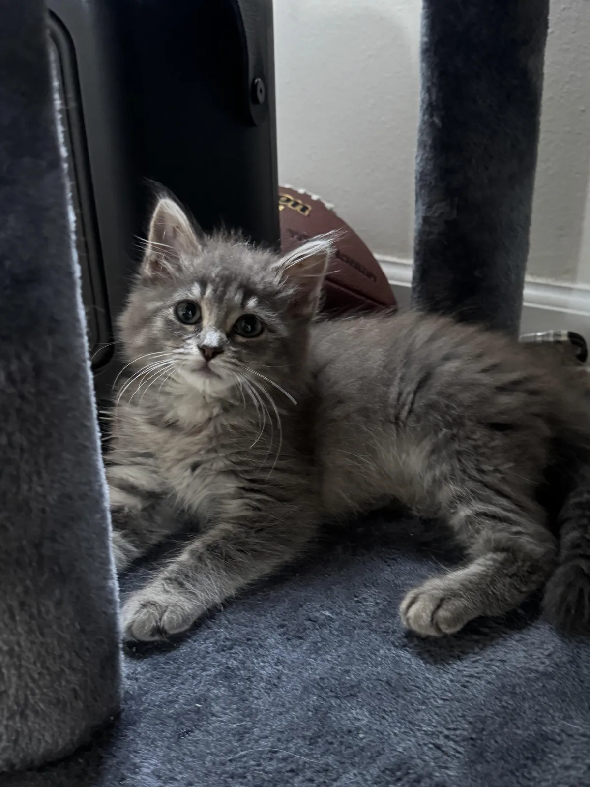 Just rescued! I need a name that starts with “B” and is related to food or dessert.