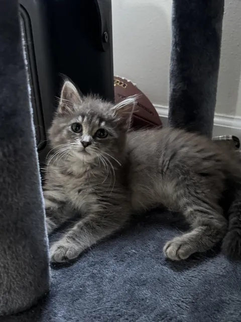 Just rescued! I need a name that starts with “B” and is related to food or dessert.