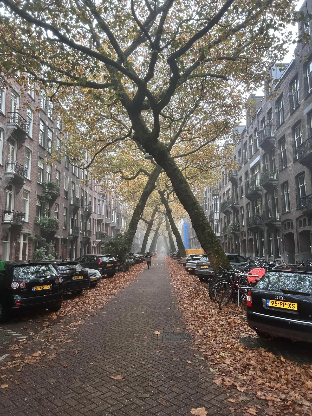 ITAP of the trees hitting fall in Amsterdam