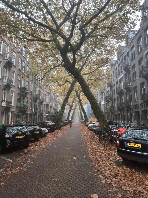 ITAP of the trees hitting fall in Amsterdam