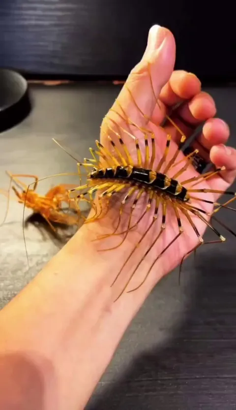 The Okinawa Giant (Thereuopoda clunifera) - a species of house centipede, growing much larger than their western relatives.