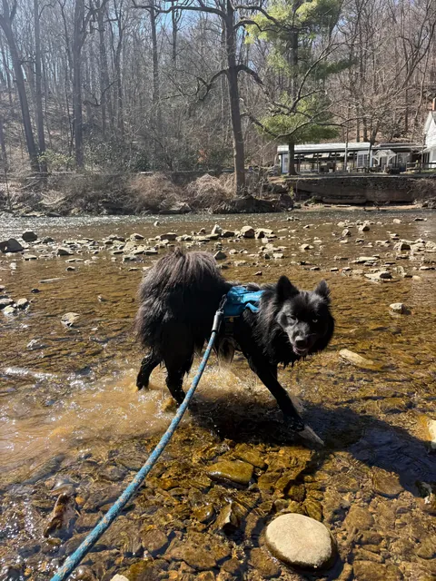 How it started -> How it’s going! Blessed to have found my best friend and adventure partner in a crowded rescue.