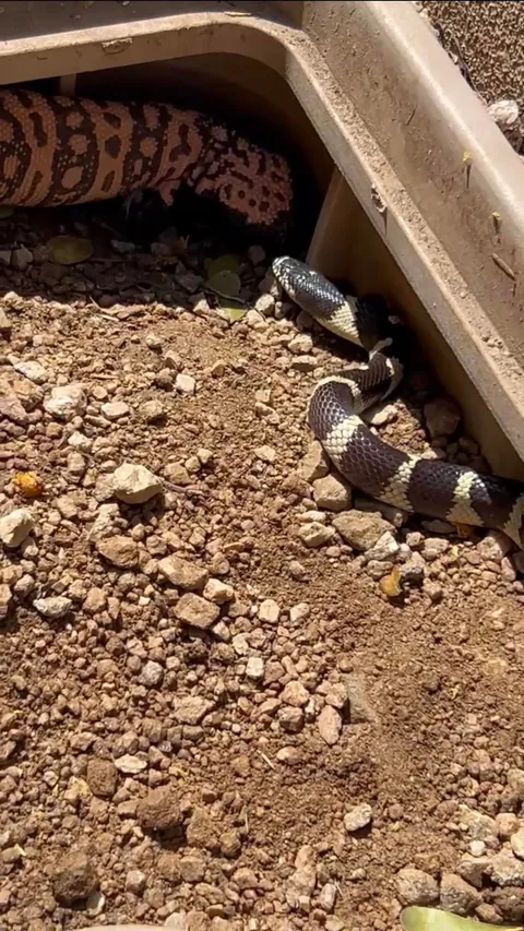Gila monster and King snake sharing den