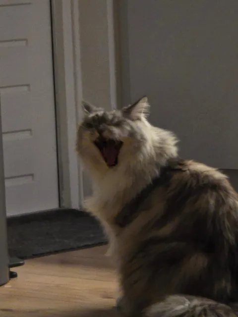 Is it okay to only send these types of pictures if you catsit?