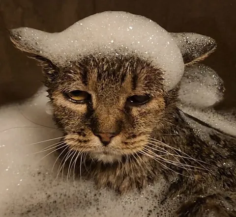 Last night I had to say goodbye to my 23 year old baby, Nutmeg