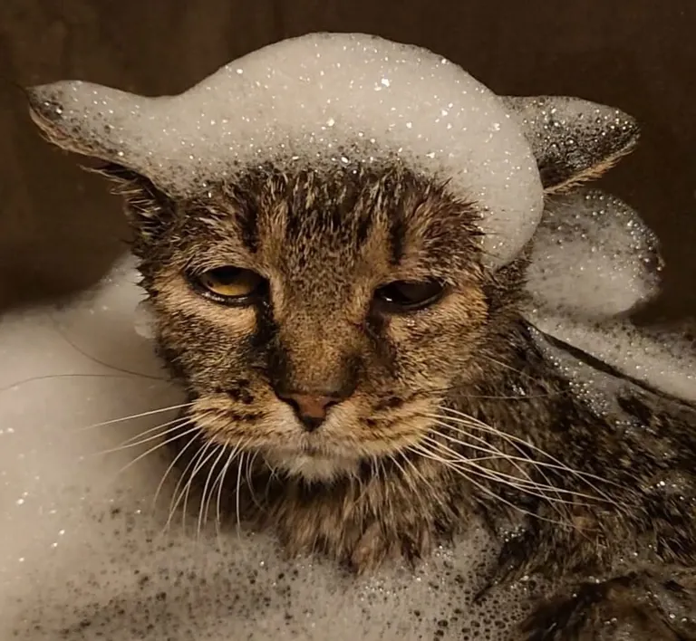 Last night I had to say goodbye to my 23 year old baby, Nutmeg