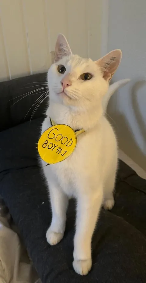 He protected two baby kittens against 5 other adult cats 