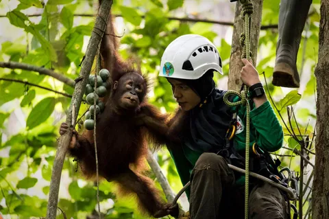 Humans teach orphaned orangutan babies how to climb trees in a animal rescue school on Borneo