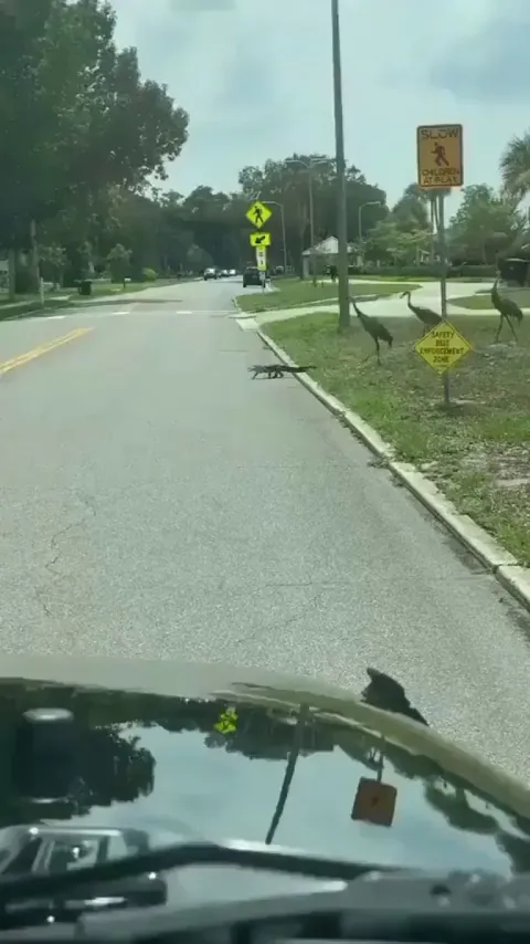 The gator came for a stroll. The cranes turned it into a relocation program.