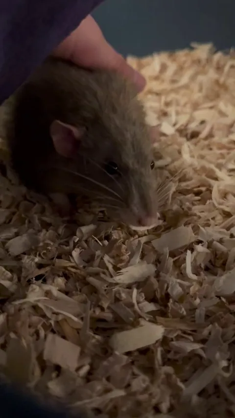 Rat squeaks when I pet him