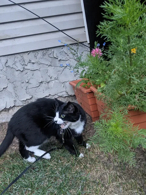 Tux suddenly passed away today, but here he is enjoying one of his favourite pastimes: yelling at children