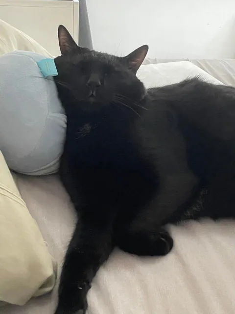 No thoughts, just void