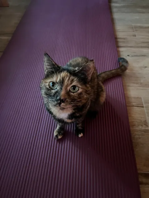 My cats are driving me to the edge and I don’t know what to do