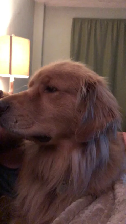 Head scritches = Instant golden smiles