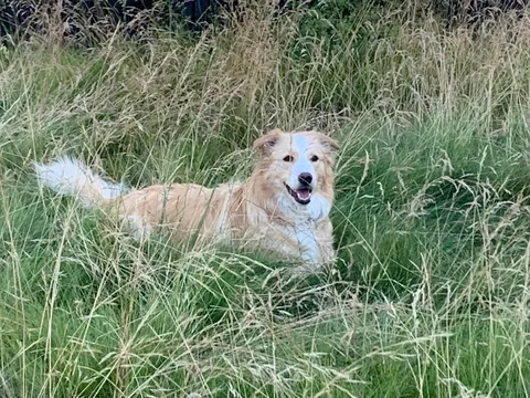 This is Luna, my soul dog🥰  From 1 week to 7.5 years old—she’s a sweet and complicated girl and I love her! ❤️