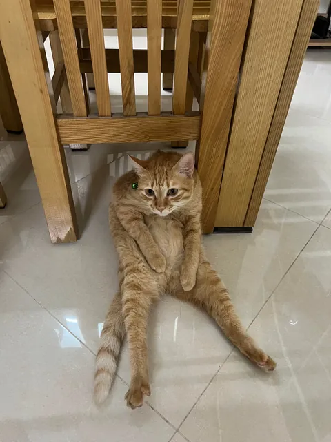 My roommate is unemployed and has a bad posture, roast him