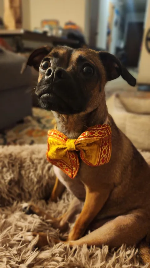 Layla and Ziggy celebrated Diwali by demanding treatos