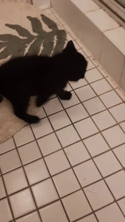 My brother's new cat he found at a gas station