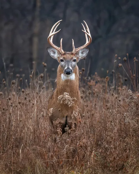 ITAP of a Buck 