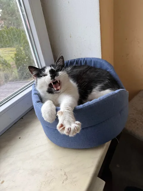 I spent Easter Monday at the cat hospice and have no regrets