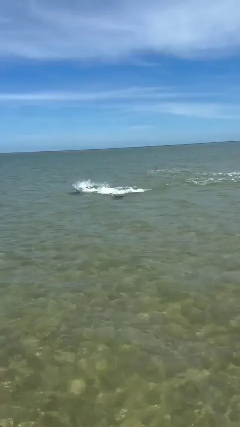 A ray launches itself out of the water to escape a hammerhead in Australia