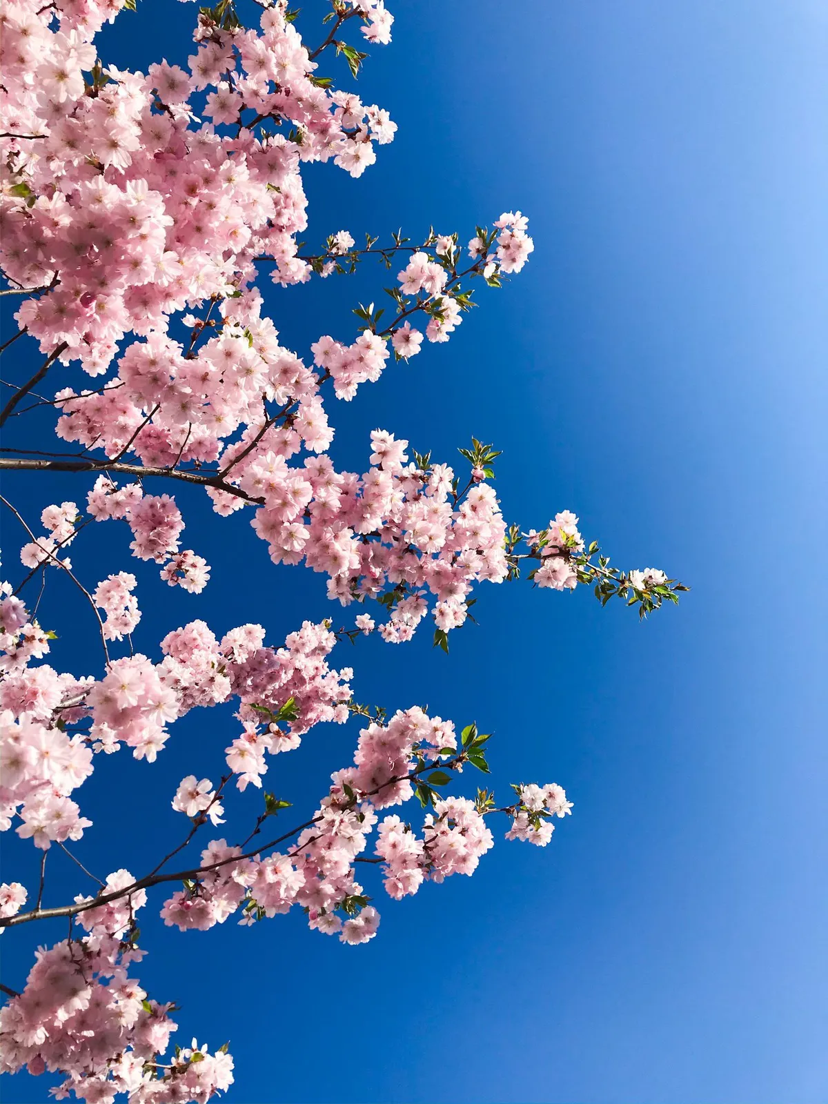 ITAP of Cherry Blossoms