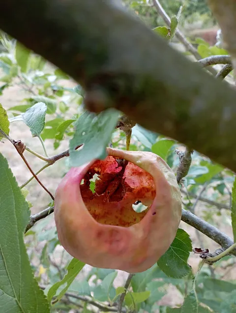 Apple entirely carved out by hornets (from my mother's garden, August 2025)